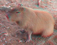 3dfoto