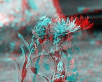3dfoto